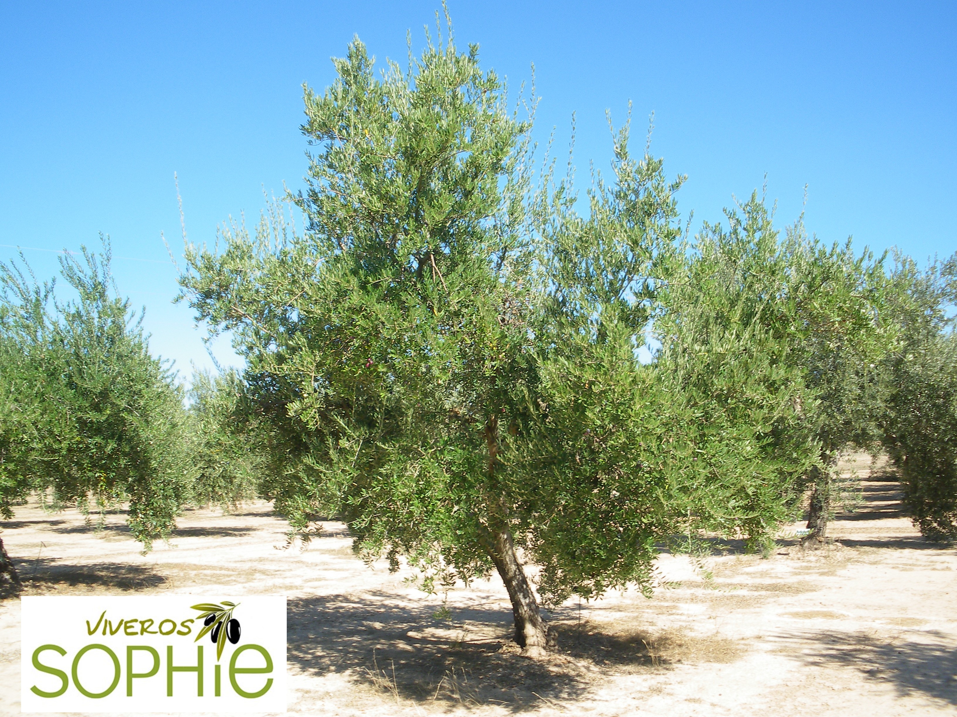 Variedad de olivo CARRASQUEÑO DE ALCAUDETE 